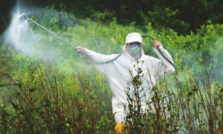 No más fumigaciones con glifosato en cultivos ilícitos