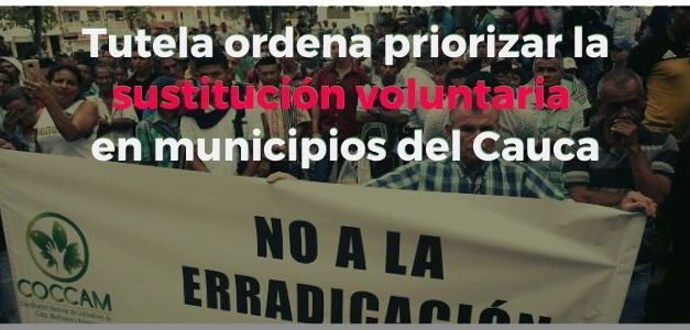 Tutela ordena priorizar la sustitución voluntaria en municipios del Cauca