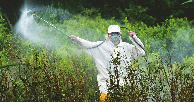 No más fumigaciones con glifosato en cultivos ilícitos