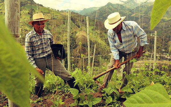 Reconocimiento político del campesinado ¿Por qué debe promoverse en la Constitución Nacional?