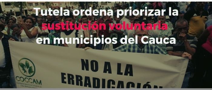 Tutela ordena priorizar la sustitución voluntaria en municipios del Cauca