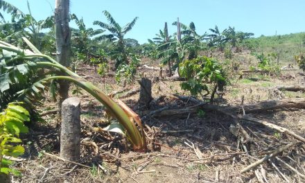 Operaciones militares de antinarcóticos afectan soberanía alimentaria del pueblo Nasa en Putumayo